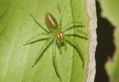 Lyssomanes viridis