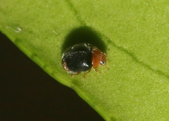 Diomus roseicollis