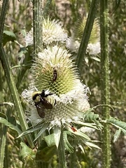 Bombus fervidus