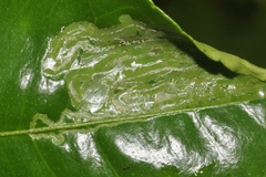 Phyllocnistis citrella