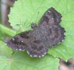 Staphylus hayhurstii