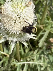 Bombus fervidus