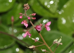 Desmodium incanum