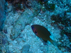 Pycnochromis pacifica
