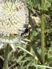Bombus fervidus