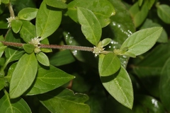 Alternanthera axillaris