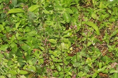 Desmodium incanum