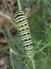 Papilio polyxenes