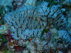 Galaxea fascicularis