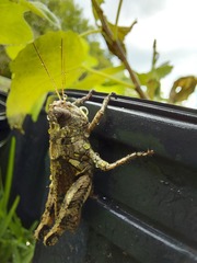 Melanoplus ponderosus
