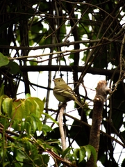 Elaenia
