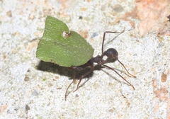 Atta insularis