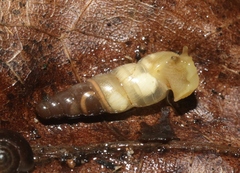 Subulina octona