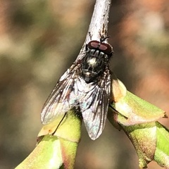 Muscoidea