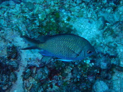 Chromis alpha