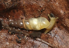 Subulina octona