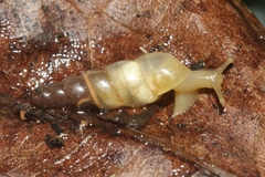 Subulina octona