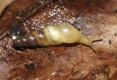 Subulina octona