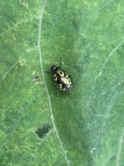 Zygogramma signatipennis