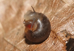 Alcadia nitida