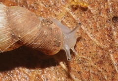 Urocoptidae