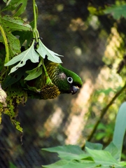 Pyrrhura frontalis
