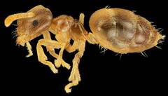 Brachymyrmex depilis