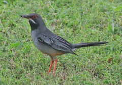 Turdus plumbeus