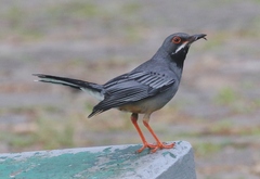 Turdus plumbeus