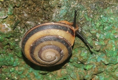 Caracolus sagemon