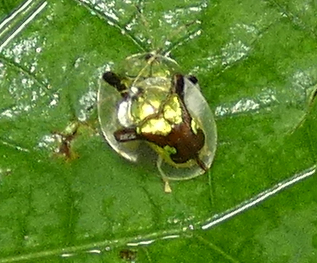 Deloyala cruciata