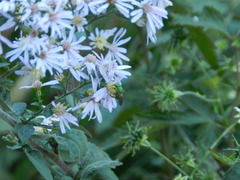 Agapostemon