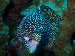 Gymnothorax meleagris