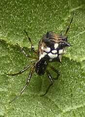 Micrathena picta