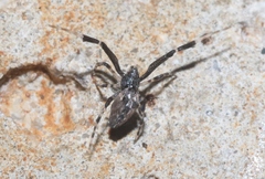 Uloboridae