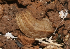 Leidyula floridana