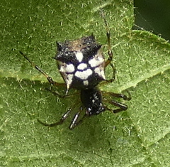 Micrathena picta