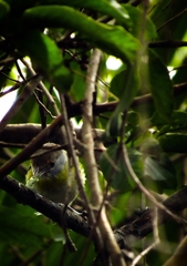 Cyclarhis gujanensis