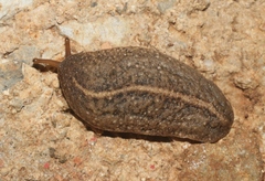 Leidyula floridana