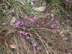 Tetratheca juncea