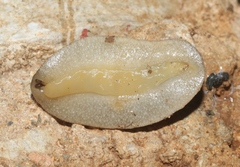 Leidyula floridana