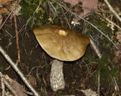 Leccinum holopus
