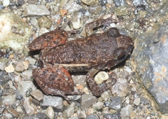 Eleutherodactylus