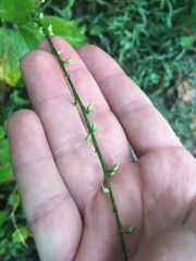 Persicaria virginiana