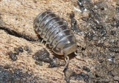 Armadillidae
