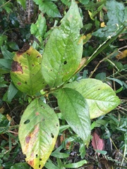 Persicaria virginiana