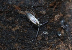 Entomobryomorpha