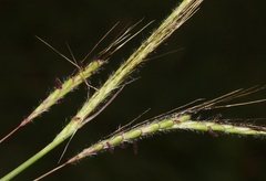 Dichanthium