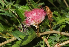 Calliandra surinamensis