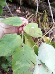 Fraxinus biltmoreana
